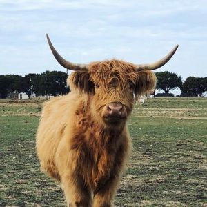 Meet your Posher, Cara